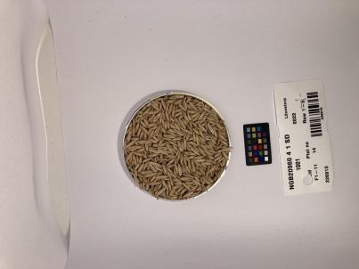 Click for 1 image(s) for this accession. SEED